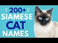 200 Awesome SIAMESE Cat Names Unisex Unique Thai Boy Girl Cat Names Siamese Cats