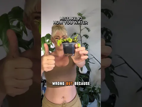 tips for Venus fly trap #venusflytrap #venusflytrapcare #carnivorousplants #plantcaretips #planttok