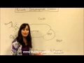 Pyruvate Dehydrogenase Complex