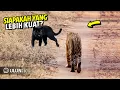 Download Lagu SENGITT ! Inilah Yg Terjadi ketika Macan Hitam vs Harimau Bertemu \u0026 Bertarung || Pertarungan Kucing