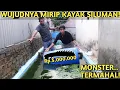 Lagu NGERI! EVAKUASI IKAN MONSTER TERMAHAL UNTUK JADI PENGHUNI KOLAM