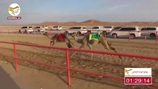 الشوط 9 الشاهينيه لـ محمد حمد راعي قحير الدرعي 2 11 84 شارة الصندوق 2023 4 16 فطامين الرقيعات 