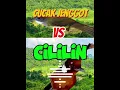 Download Lagu Suara Cucak Jenggot VS Cililin #kicaumania #kicaumanianusantara