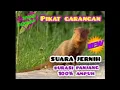 Download Lagu suara garangan super jernih dan super ampuh untuk pikat | durasi panjang