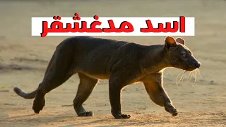 الحيوان ده بيطلع روائح بتموت الطيور وبيخطف الاطفال وبيسيطر علي عقول البشر   اسد مدغشقر دندنها