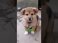 Download Lagu my 🐶🐶 dog babu,,🤗🤗..