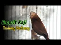 Download Lagu 1 jam Suara burung emprit kaji gacor, White-headed Munia | Finch Singing \u0026 Training Birdsong 316