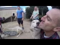 When Wolf Dogs Get Too Wild They Go To Howling Woods In Jackson NJ