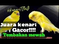 Download Lagu AWAS NYAUT #2 SUARA KENARI PAGI HARI MASTERAN sejuta UMAT #kenari #kicaumania #canaryislands #canary