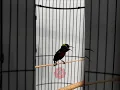 Download Lagu Konin gacor mbeset-mbeset... #koningacor #kolibrininja #masterankonin #hummingbird #konin #shorts