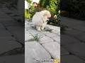 Download Lagu Seni bi Gecirirsem elime🫡#dog #shortvideo #comedy