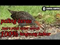 Download Lagu Suara pikat//Sintar sawah//paling keras//100% berhasil#palingdicari