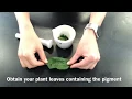2 9 Separation of Photosynthetic Pigments by Chromatography Practical 4