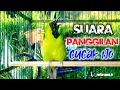 Download Lagu cukup 3 MENIT SAJA ... Panggilan Cucak Ijo Mengajak Cucak Ijo Apapun Bunyi SAUT MENYAUT