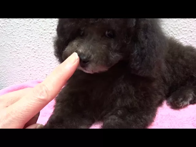 動画