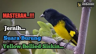  masteran tembakan jernih suara burung yellow bellied siskin 