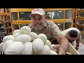 Pulling HUGE Clutch of Reticulated Python Eggs at Prehistoric Pets