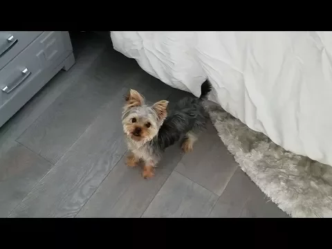 Download MP3 Playing Hide-and-Seek With a Yorkie Puppy