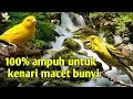 Download Lagu Suara Terapi burung kenari Macet bunyi | suara alam gemercik air Terbaru
