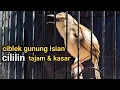Download Lagu CIBLEK GUNUNG GACOR ISIAN CILILIN