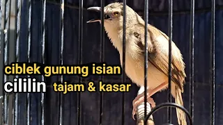 ciblek gunung gacor isian cililin