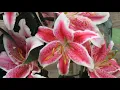 Download Lagu Sergey Grischuk   Flowers mp3