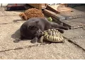 Cats vs Tortoises