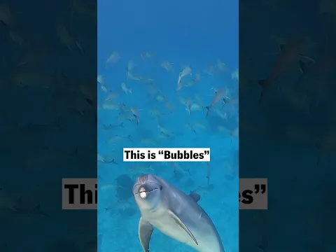 This dolphin has a totally gross way of getting a meal
