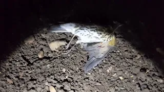 صيد السمن في الليل ٢٠٢٢ 