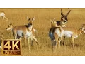 Download Lagu Animals of Grand Teton National Park in 4K (Ultra HD) 1 HR Nature Video with Natural Sounds