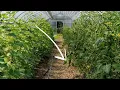 How to Use Wood Chips in the Garden DOs and DON Ts