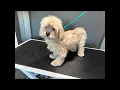 SandyPawsDogSpa is live Grooming Chewy the Lhasa Apso