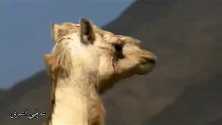 الفنان البجاوي الكبير احمد دايتك يغني للابل 