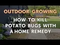 How to Kill Potato Bugs With a Home Remedy