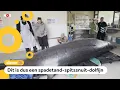 Download Lagu Onderzoek naar heel zeldzame walvis: 'Nog nooit levend gezien'