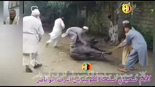 عم عبد الشكور خبير في دبح العجول 