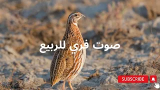  السمان صوت الفري لصيد الربيع                       دندنها