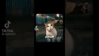 القط صاوي المصري وجمعه    الساحل الشمالي  اكسبلور  كوميديات  القط صاوي  ايه يا صاوي دندنها