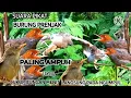 Download Lagu Suara Pikat Burung Prenjak Ribut Paling Ampuh 2023