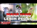 Download Lagu KAPAS TEMBAK GACOR VS KOLIBRI MANGGAR BETINA GACOR FULL NGECRET PEDAS MASTERAN BURUNG PALING DI CARI