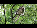 Gee s golden langur Trachypithecus geei feeding on the tender leaves of Morus macroura