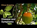 Citrus Greening - Disease and Symptoms English Gelbe Drachenkrankheit