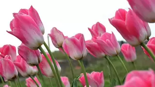 الشيخ محمد جبريل سورة البقرة Mohammad Jibreel Surah AlBaqarah 