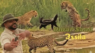 3SSILA OMAR SAAD Official Song عسيلة عمر سعد 