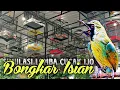 Download Lagu Pancingan burung cucak ijo yang lagi VIRAL • SIMULASI LOMBA BURUNG CUCAK HIJAU cepat bongkar isian