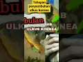 Download Lagu Tahapan penyembuhan penyakit mata ulkus kornea