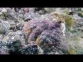 Download Lagu Lembeh Strait Indonesia - GoPro Macro