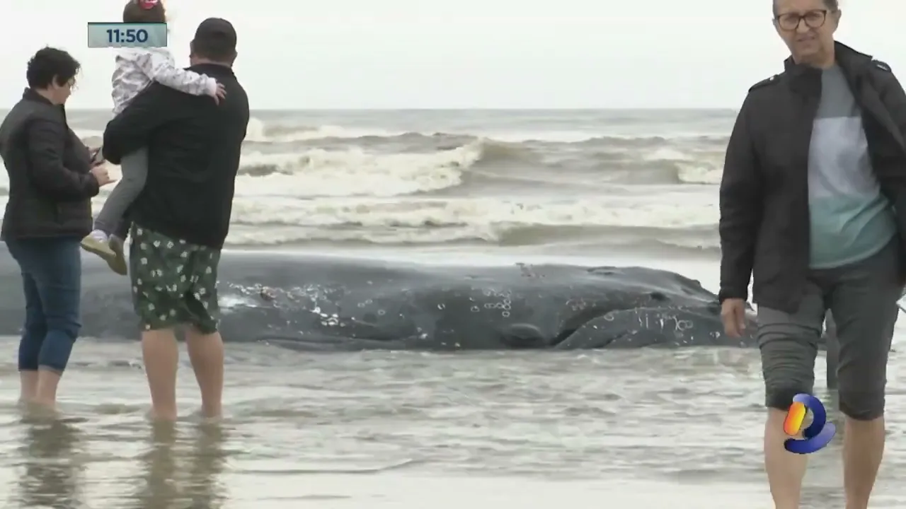 Força-tarefa tenta devolver baleia encalhada ao mar