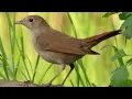 A Nightingale sang in Berkeley square  2022.10.29    新田佳子atありまホール