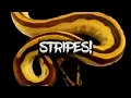 How to make a Ball Python with Stripes